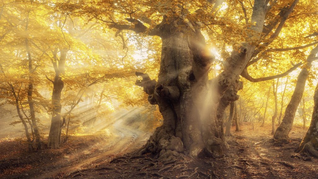 Entspannungs-Meditation Magischer Wald