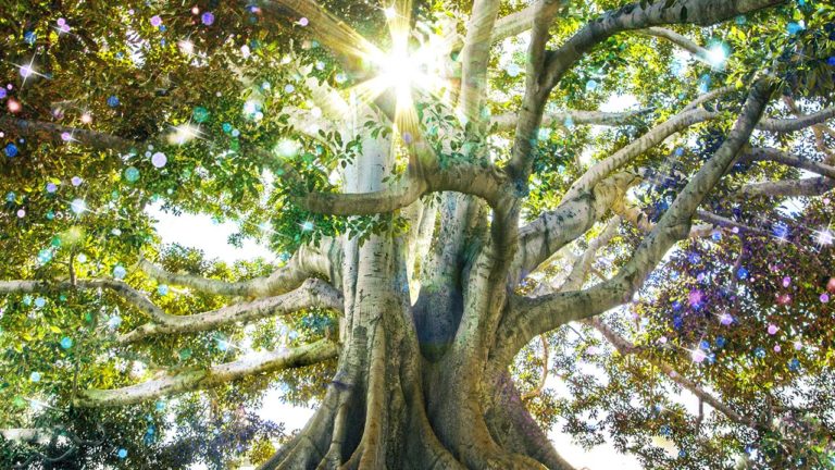 Der Gedankenreisentext "Der Baum der Kristalle" dient der Entspannung unter Einbezug der Sinne