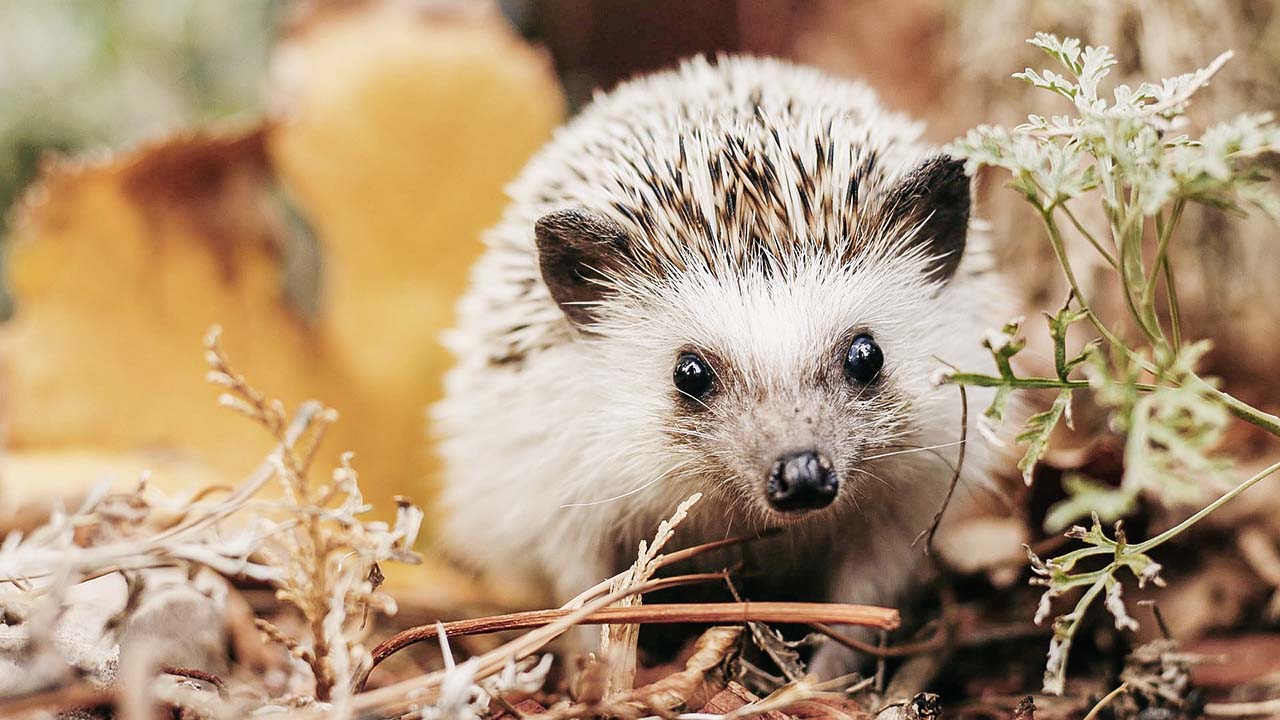 Herbstfantasiereise für Kinder