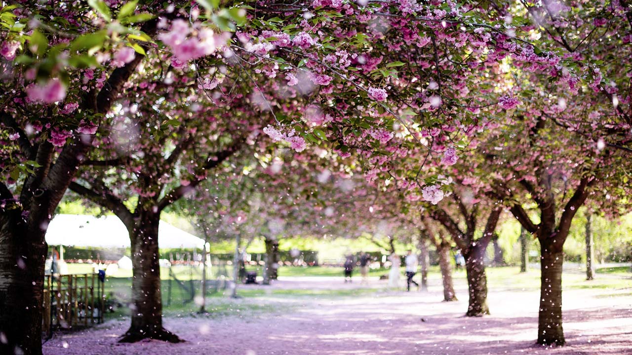Fantasiereise Frühling