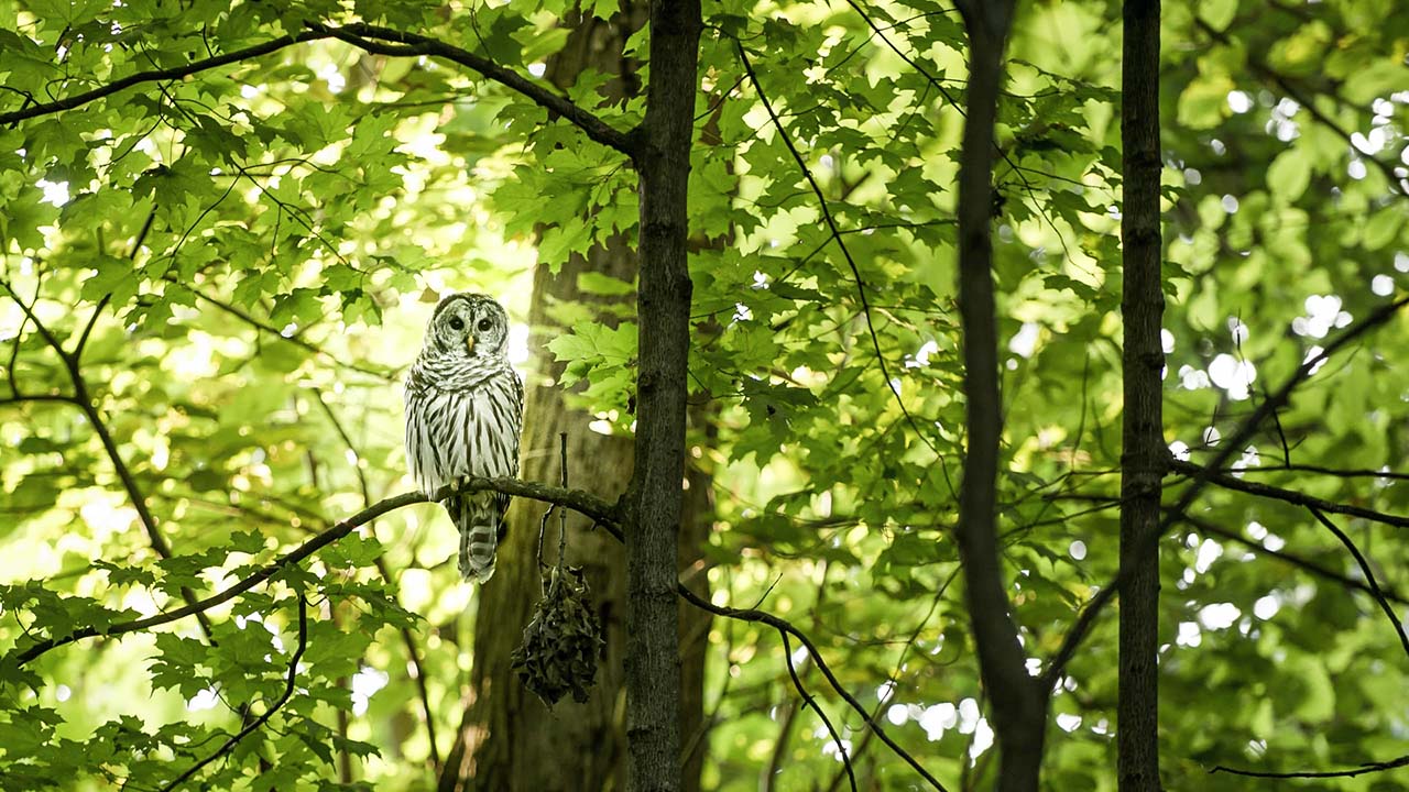Fantasiereise Wald