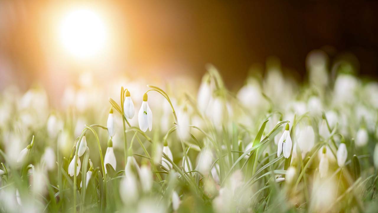Traumreise Frühling für Kinder