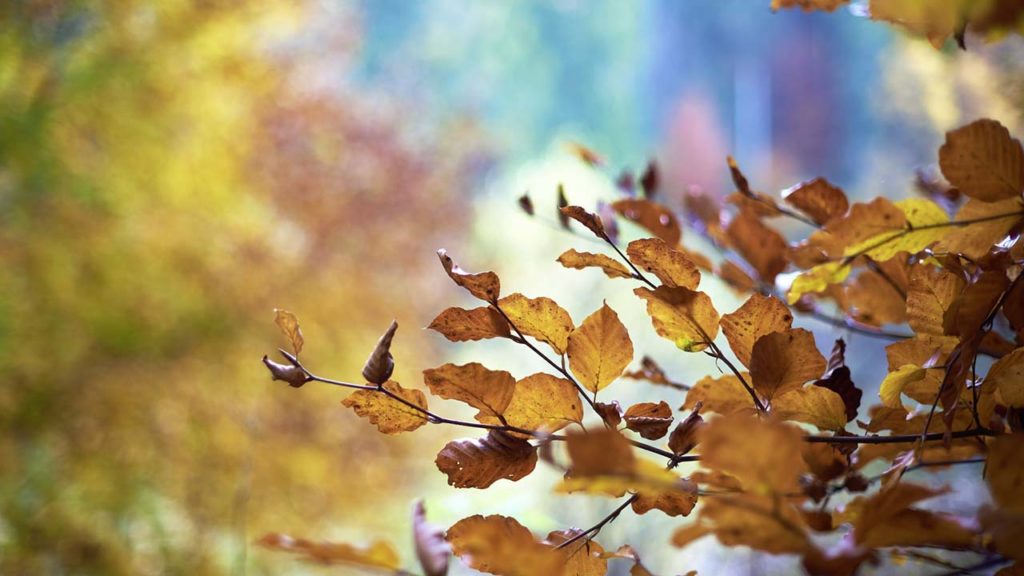 Traumreise Herbst